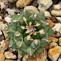 Turbinicarpus schmiedickeanus ssp panarottoi.(andersonii) MZ620 PRESA DE GUADALUPE SLP