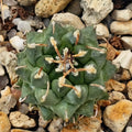 Turbinicarpus schmiedickeanus ssp panarottoi.(andersonii) MZ620 PRESA DE GUADALUPE SLP