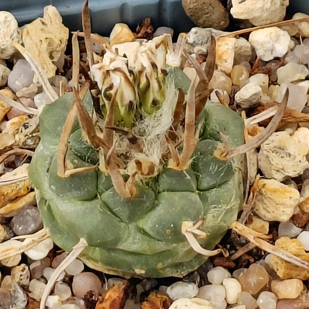 Turbinicarpus schmiedickeanus ssp polaski