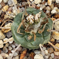 Turbinicarpus schmiedickeanus ssp polaski