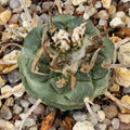 Turbinicarpus schmiedickeanus ssp polaski
