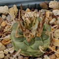 Turbinicarpus schmiedickeanus ssp polaski