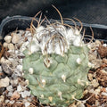 Turbinicarpus schmiedickeanus ssp.schwarzii v.rubriflorus