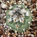Turbinicarpus schmiedickeanus ssp.schwarzii v.rubriflorus