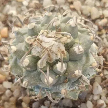 Turbinicarpus schmiedickeanus subsp. Klinkerianus