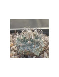Turbinicarpus schmiedickeanus subsp. Klinkerianus
