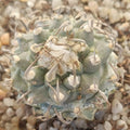 Turbinicarpus schmiedickeanus subsp. klinkerianus