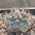 Turbinicarpus schmiedickeanus subsp. Klinkerianus