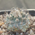 Turbinicarpus schmiedickeanus subsp. Klinkerianus