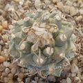 Turbinicarpus schmiedickeanus subsp. Klinkerianus