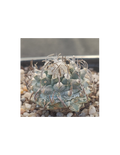 Turbinicarpus schmiedickeanus subsp. Klinkerianus