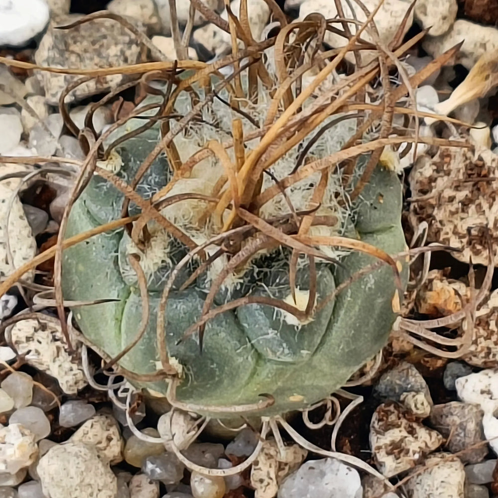 Turbinicarpus schmiedickeanus subsp macrochele