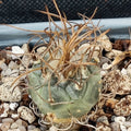 Turbinicarpus schmiedickeanus subsp macrochele