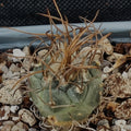 Turbinicarpus schmiedickeanus subsp macrochele