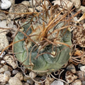 Turbinicarpus schmiedickeanus subsp macrochele