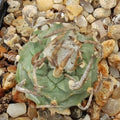 Turbinicarpus schmiedickeanus subsp schwarzii