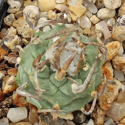 Turbinicarpus schmiedickeanus subsp schwarzii