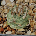 Turbinicarpus schmiedickeanus subsp schwarzii