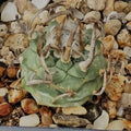 Turbinicarpus schmiedickeanus subsp schwarzii