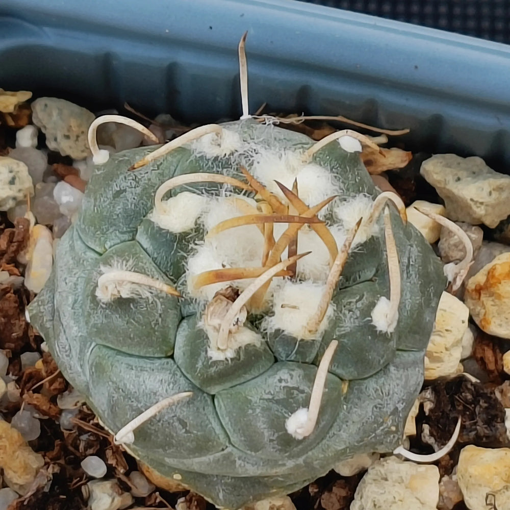 Turbinicarpus schmiedickeanus var. Polaski