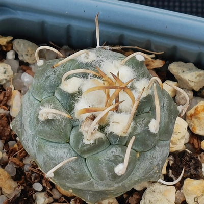Turbinicarpus schmiedickeanus var. Polaski