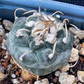 Turbinicarpus schmiedickeanus var. Polaski