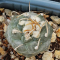 Turbinicarpus schmiedickeanus var. Polaski