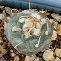 Turbinicarpus schmiedickeanus var. Polaski