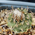 Turbinicarpus schwarzii 3,2-6