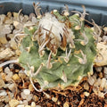 Turbinicarpus schwarzii 3,2-6
