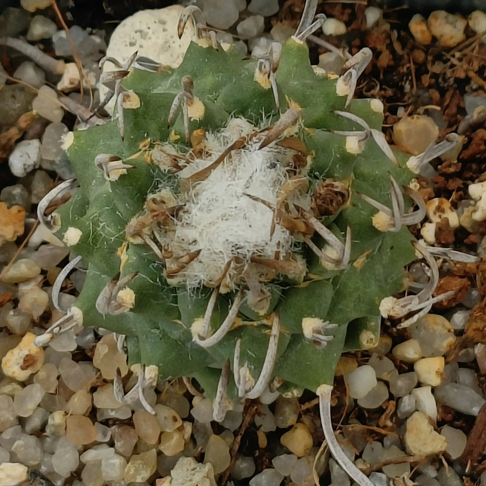 Turbinicarpus schwarzii 3,2-6
