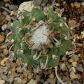 Turbinicarpus schwarzii 3,2-6