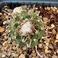 Turbinicarpus schwarzii 3,2-6