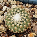 Turbinicarpus valdezianus