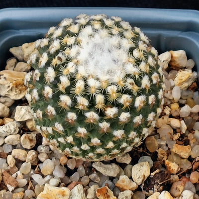 Turbinicarpus valdezianus