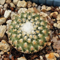 Turbinicarpus valdezianus