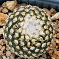 Turbinicarpus valdezianus
