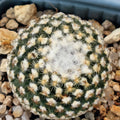Turbinicarpus valdezianus
