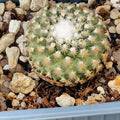 Turbinicarpus valdezianus