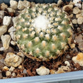 Turbinicarpus valdezianus