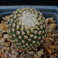 Turbinicarpus valdezianus