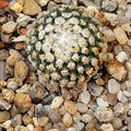Turbinicarpus valdezianus albiflorus