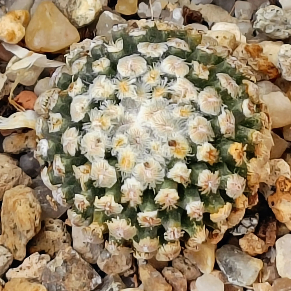 Turbinicarpus valdezianus albiflorus