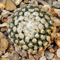 Turbinicarpus valdezianus albiflorus