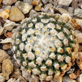 Turbinicarpus valdezianus albiflorus