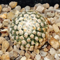 Turbinicarpus valdezianus albiflorus