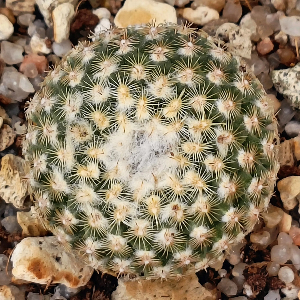 Turbinicarpus valdezianus var. albiflorus