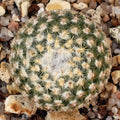 Turbinicarpus valdezianus var. albiflorus