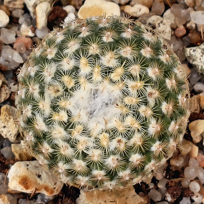 Turbinicarpus valdezianus var. albiflorus