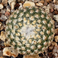Turbinicarpus valdezianus var. albiflorus